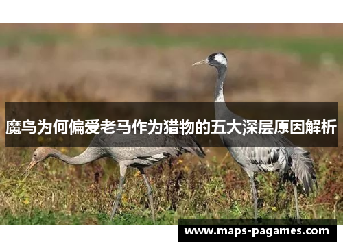 魔鸟为何偏爱老马作为猎物的五大深层原因解析